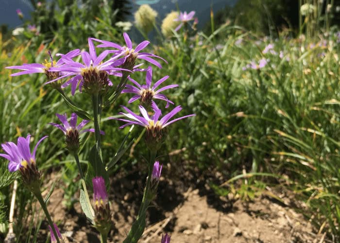 Wildflower Hikes - Mayflower-Gulch
