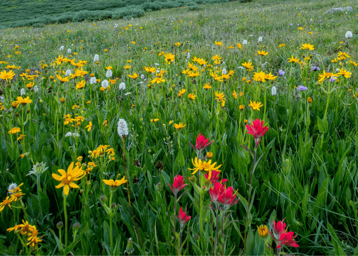 Wildflower Hikes - Spruce-Creek