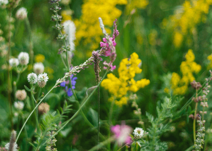 Wildflower Hikes - Upper Straight Creek