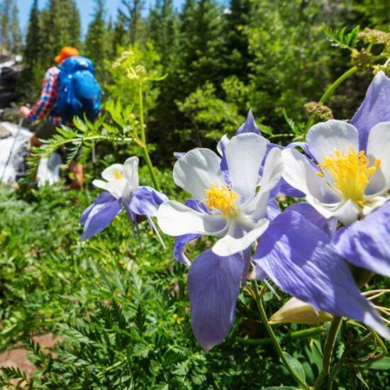 Wildflower Hikes in Colorado