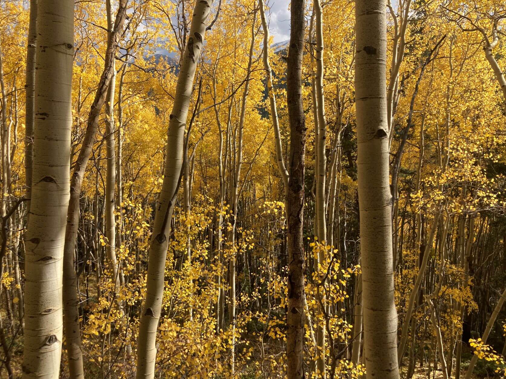 Colorado Fall Adventures