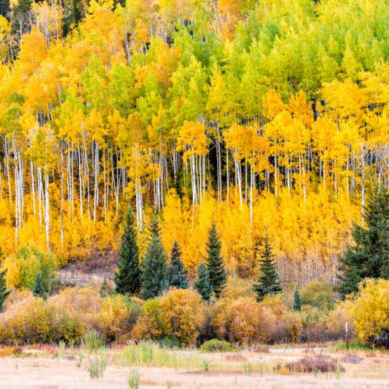 Best Time To See Fall Colors in Colorado