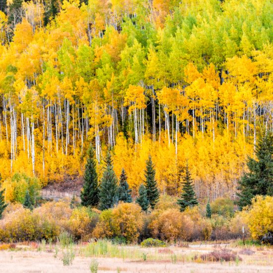 Best Time To See Fall Colors in Colorado
