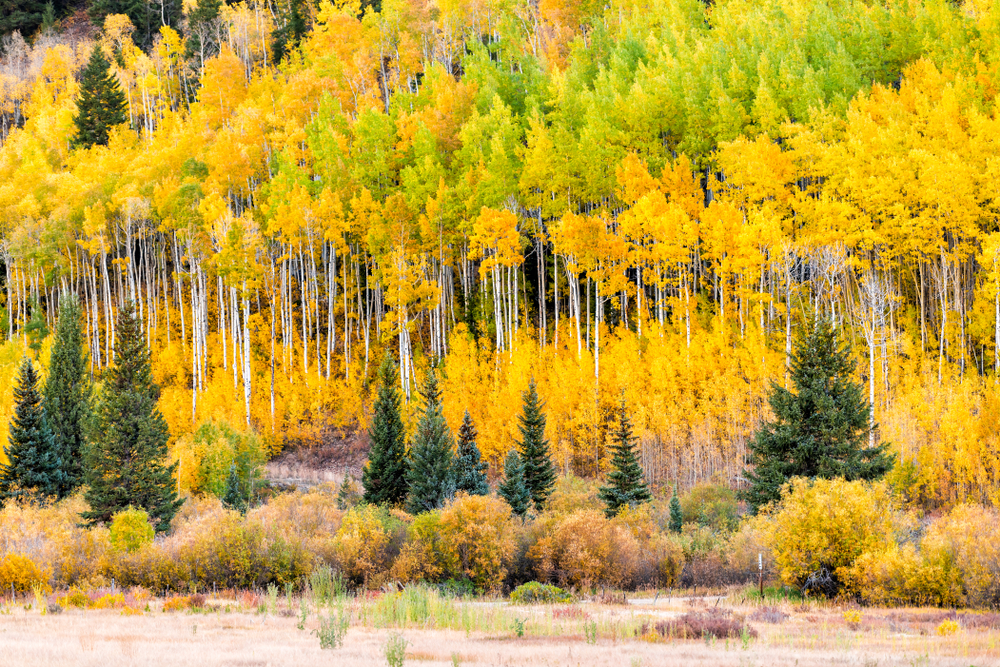 Best Time To See Fall Colors in Colorado