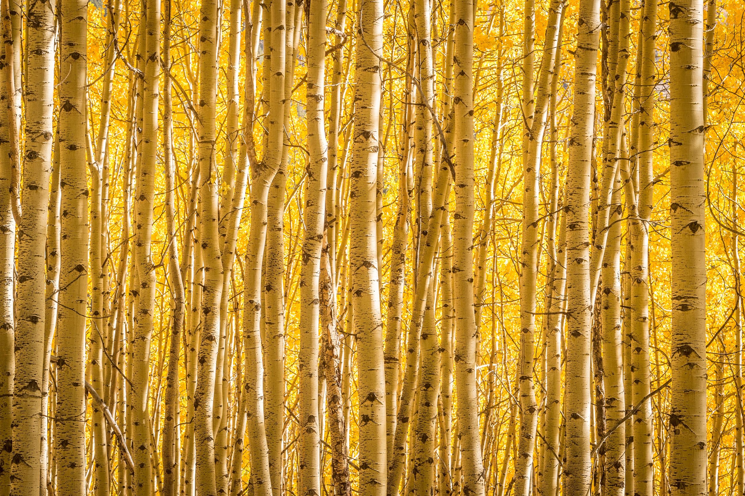 When To See Fall Colors in Colorado