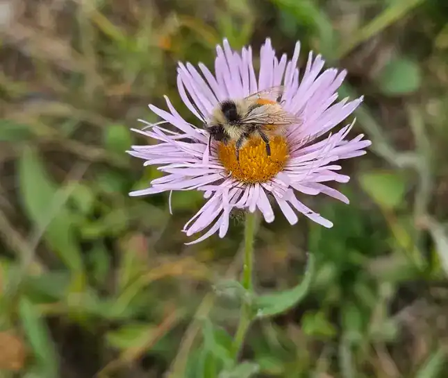 hike to francie's honey bee