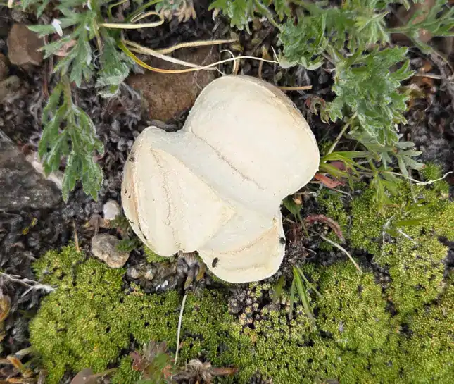 hike to francie's mushroom