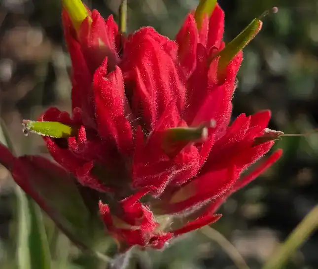 hike to francie's red blooms