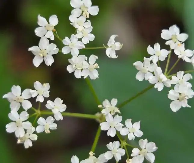 hike to francie's white flower