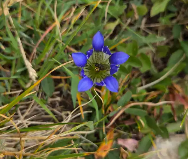 hike to francie's wildflower