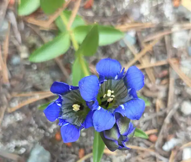 hike to francie's wildflowers